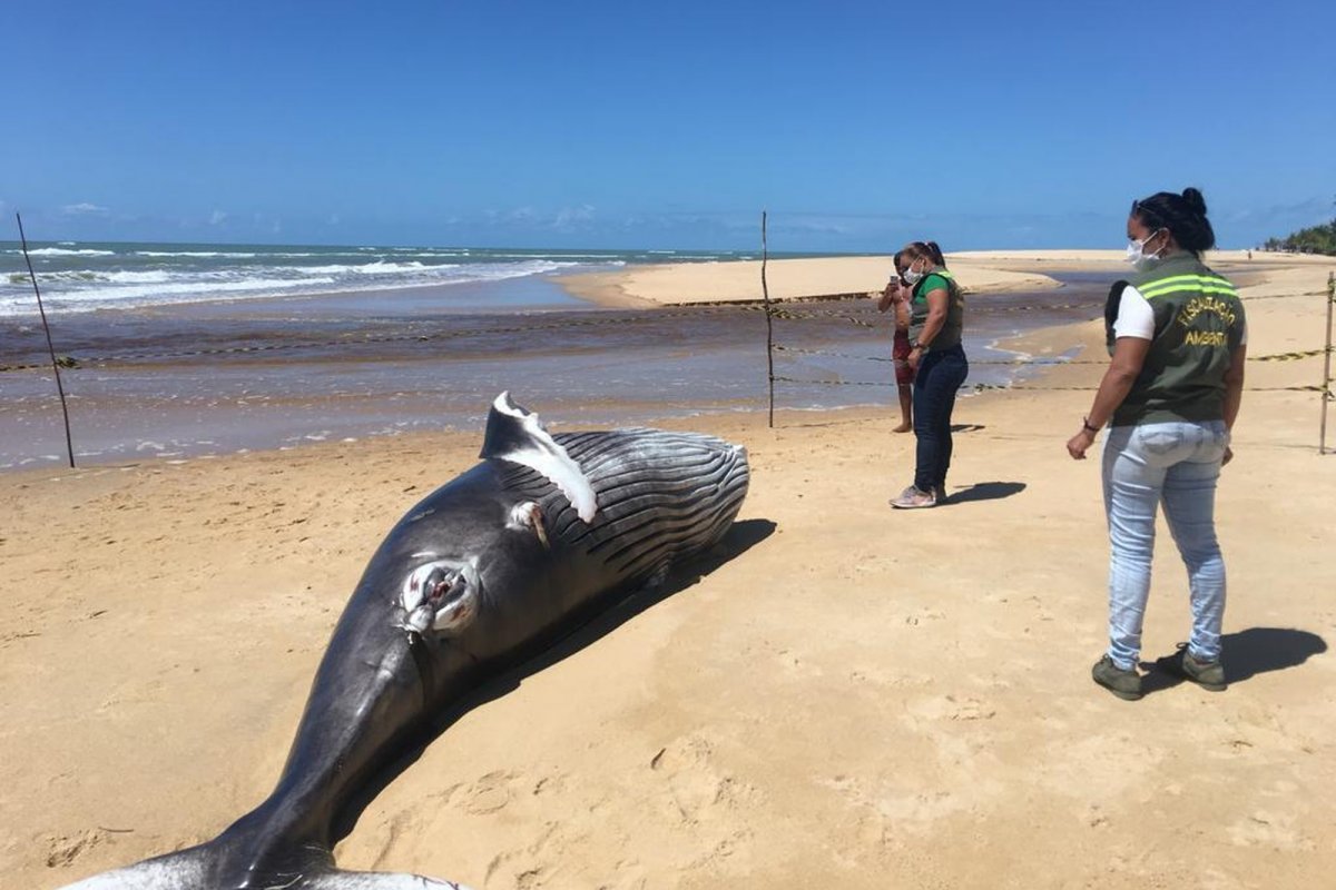 Filhote de baleia é encontrado morto em praia no sul da Bahia