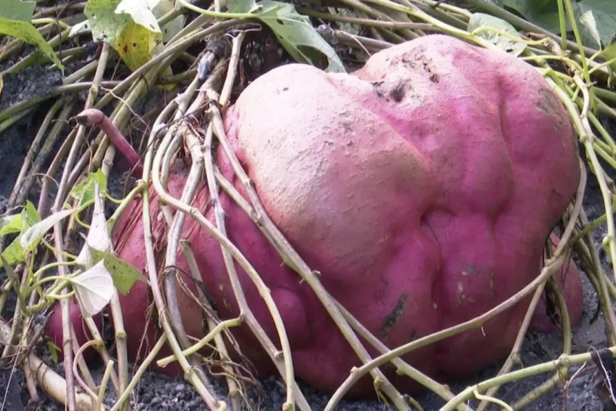 Família de agricultores encontra uma batata doce de aproximadamente 10 quilos