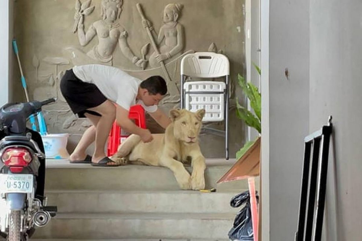 Leão de estimação é apreendido no Camboja após aparecer em vídeo do Tik Tok