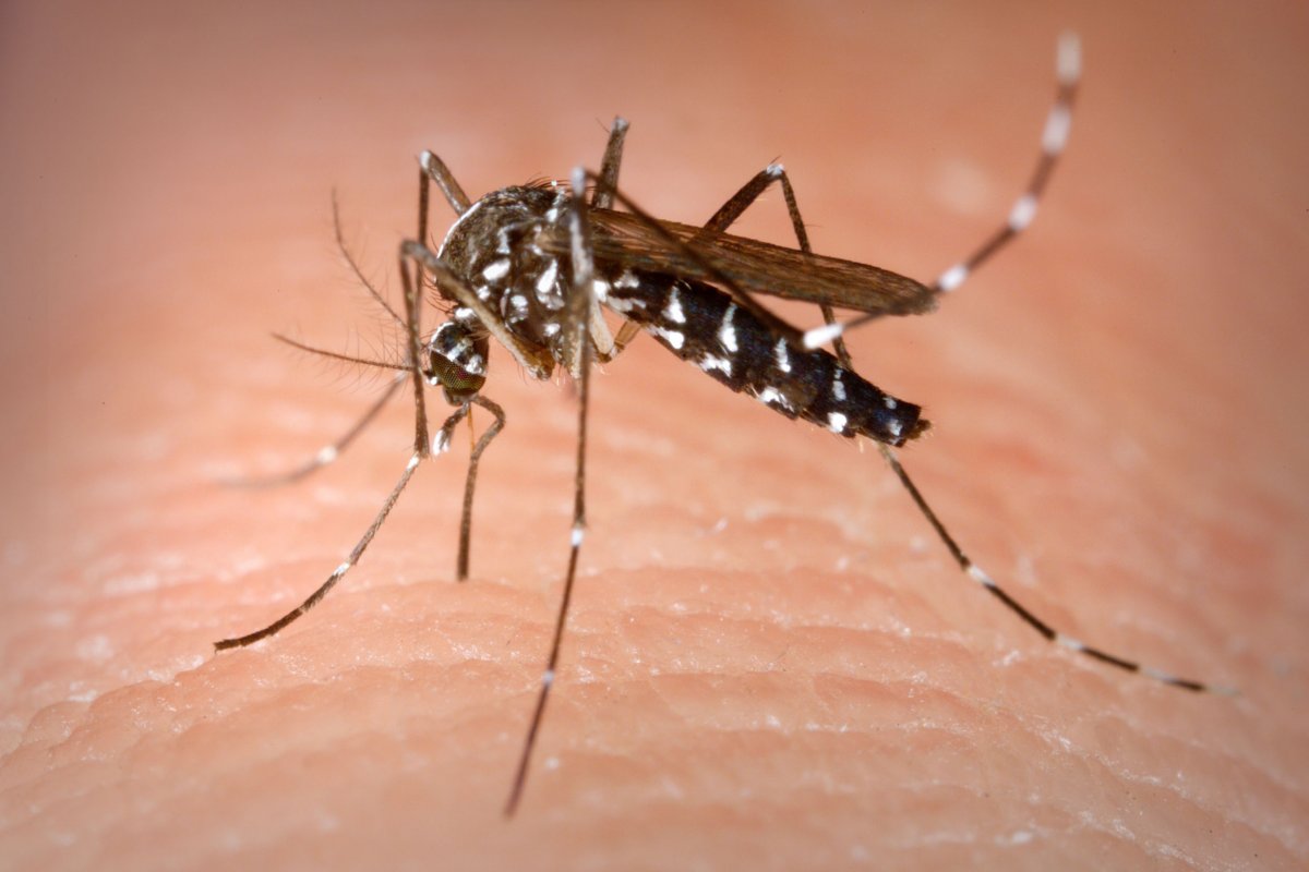 Dengue, novo avanço
