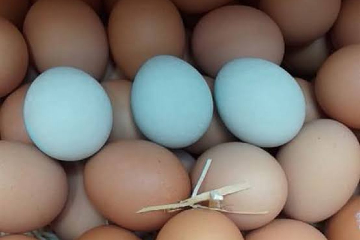 Ovo está presente em 96% dos lares brasileiros, segundo pesquisa da ABPA