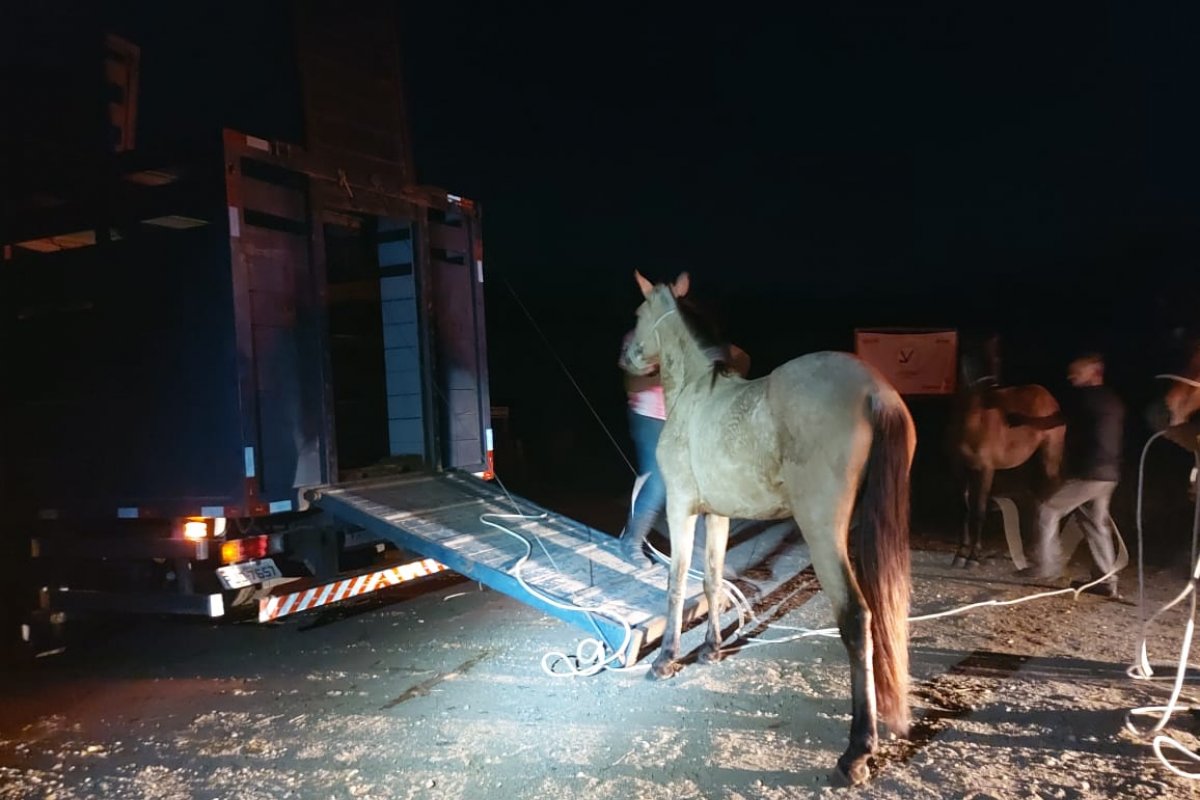 Animais soltos em rodovia são retirados da BR 101 em ação da PRF-BA e Zoonoses