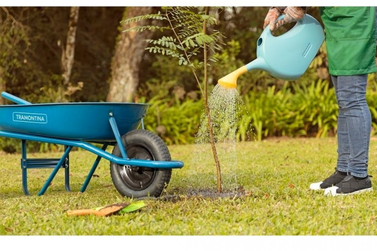 5 passos para o plantio de árvores