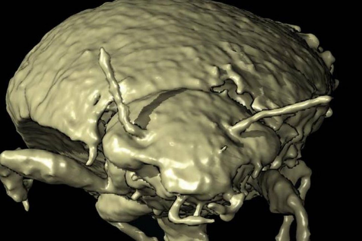 Besouro de 230 milhões de anos é encontrado em cocô de dinossauro