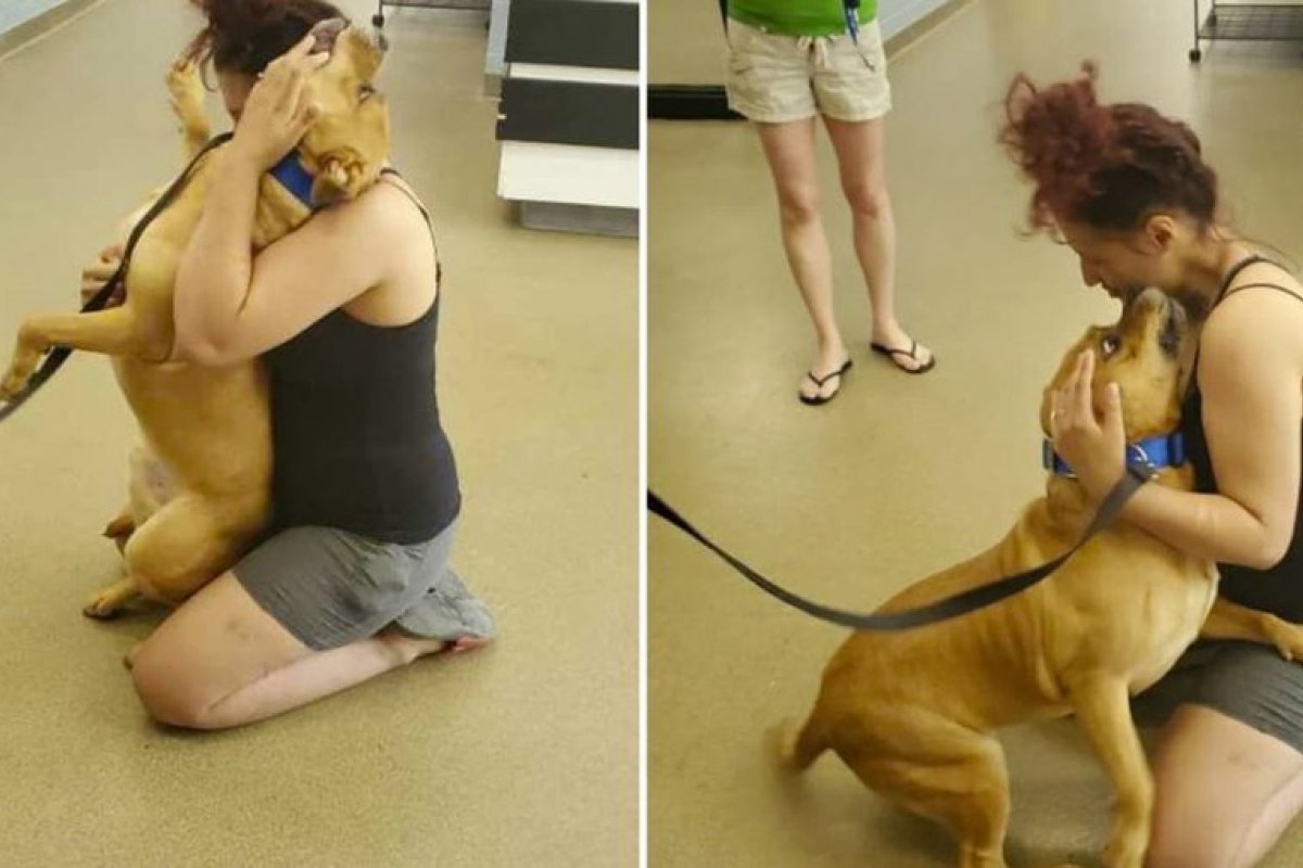 Mulher reencontra cão perdido há dois anos quando buscava um novo animal em abrigo nos EUA