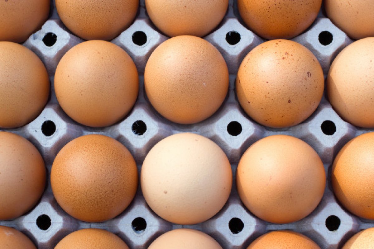 Bahia bate recorde no abate de suínos e produção de leite no segundo trimestre