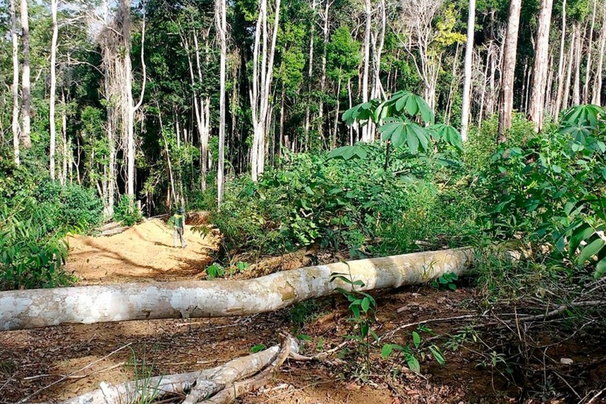 Brasil tem apenas 12,4% da vegetação da Mata Atlântica, diz relatório