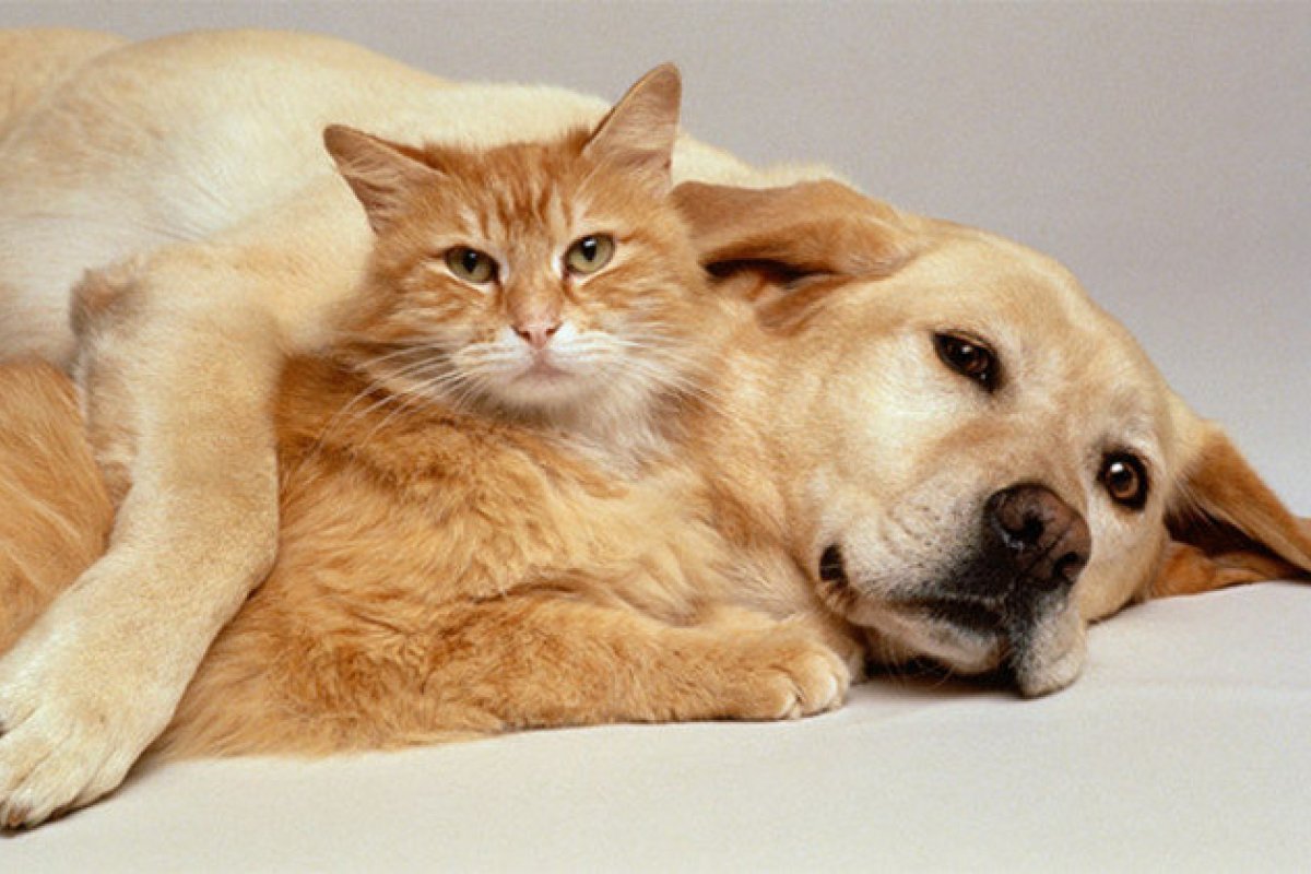 Covid é comum em cachorros e gatos domésticos, diz estudo