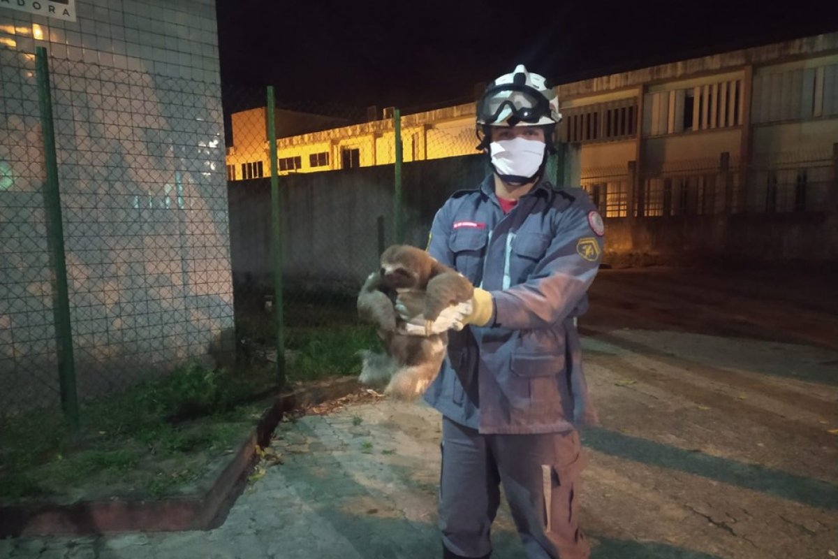 Bicho preguiça é resgatado em Porto Seguro