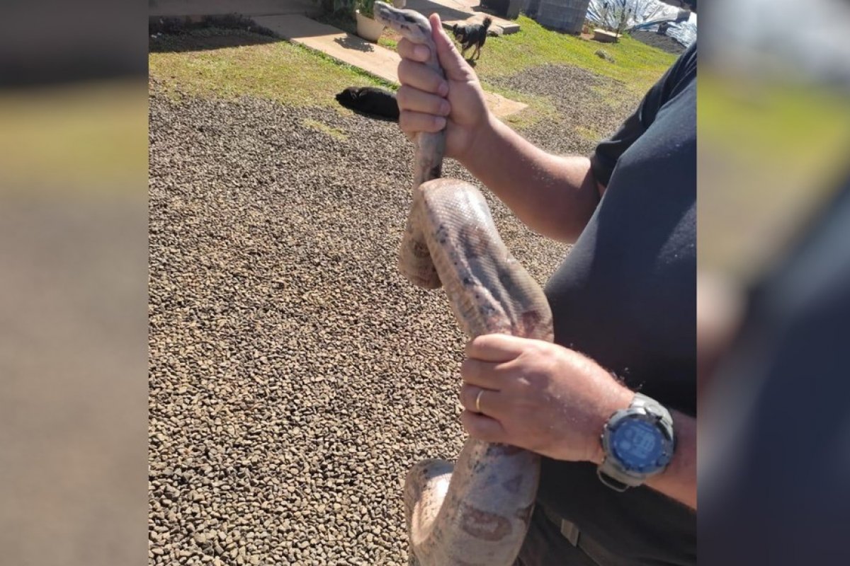 Jiboia é encontrada em jardim de penitenciária em Goiás