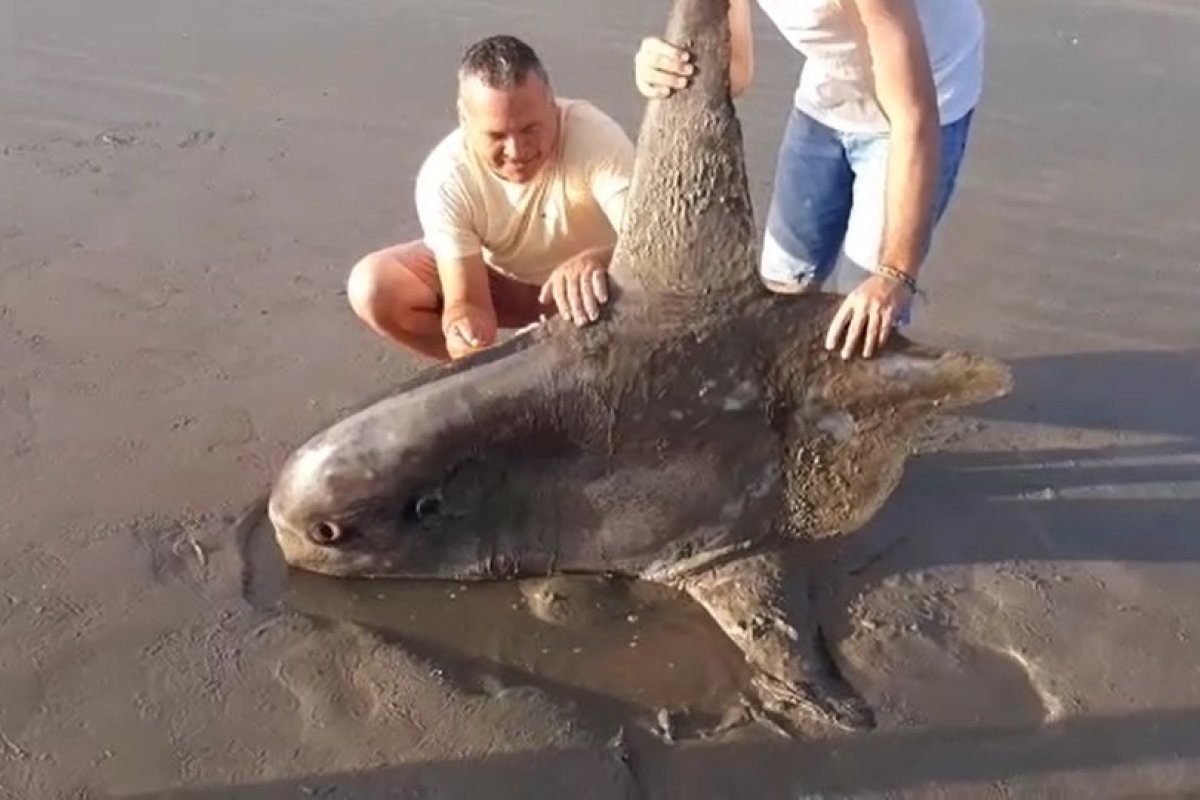 Peixe raro que habita profundezas do oceano morre encalhado em praia no Piauí