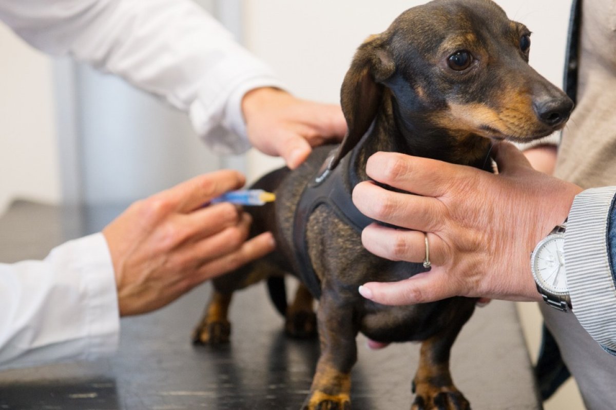 Dia mundial das Zoonoses: data alerta para saúde e bem-estar dos animais e tutores