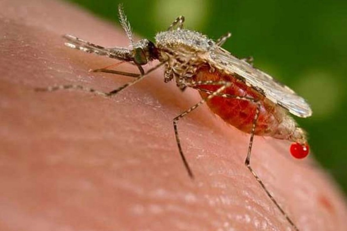 Extremo Sul da Bahia registra nove casos de malária