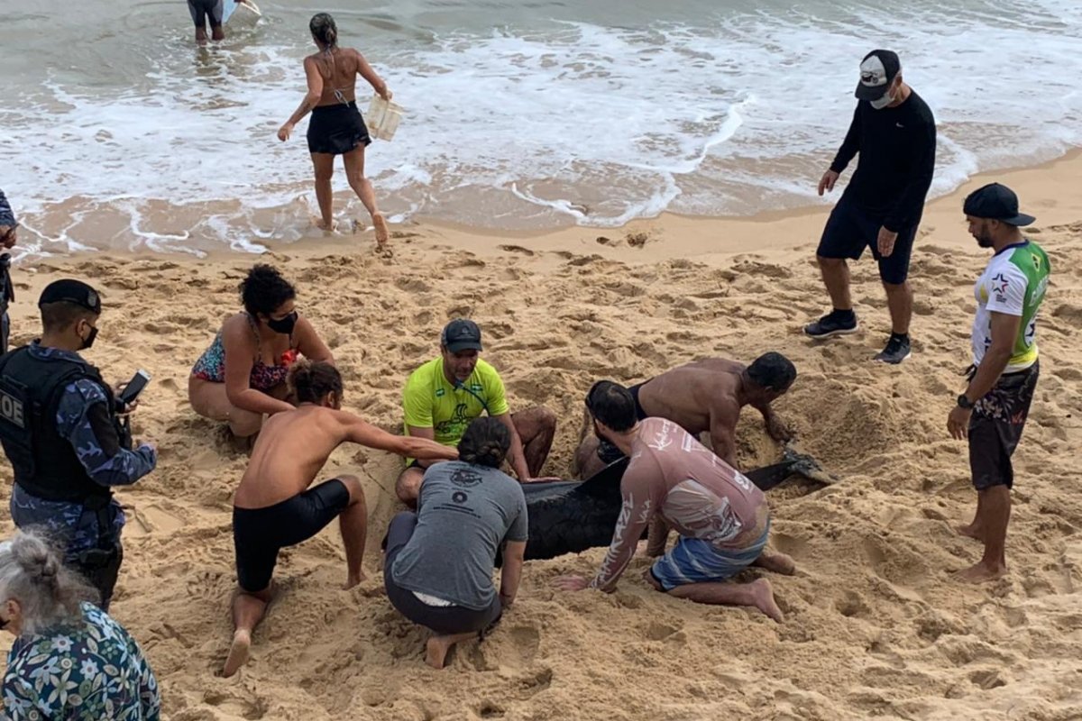 Vídeo: Golfinho encalha em praia do Porto da Barra, em Salvador