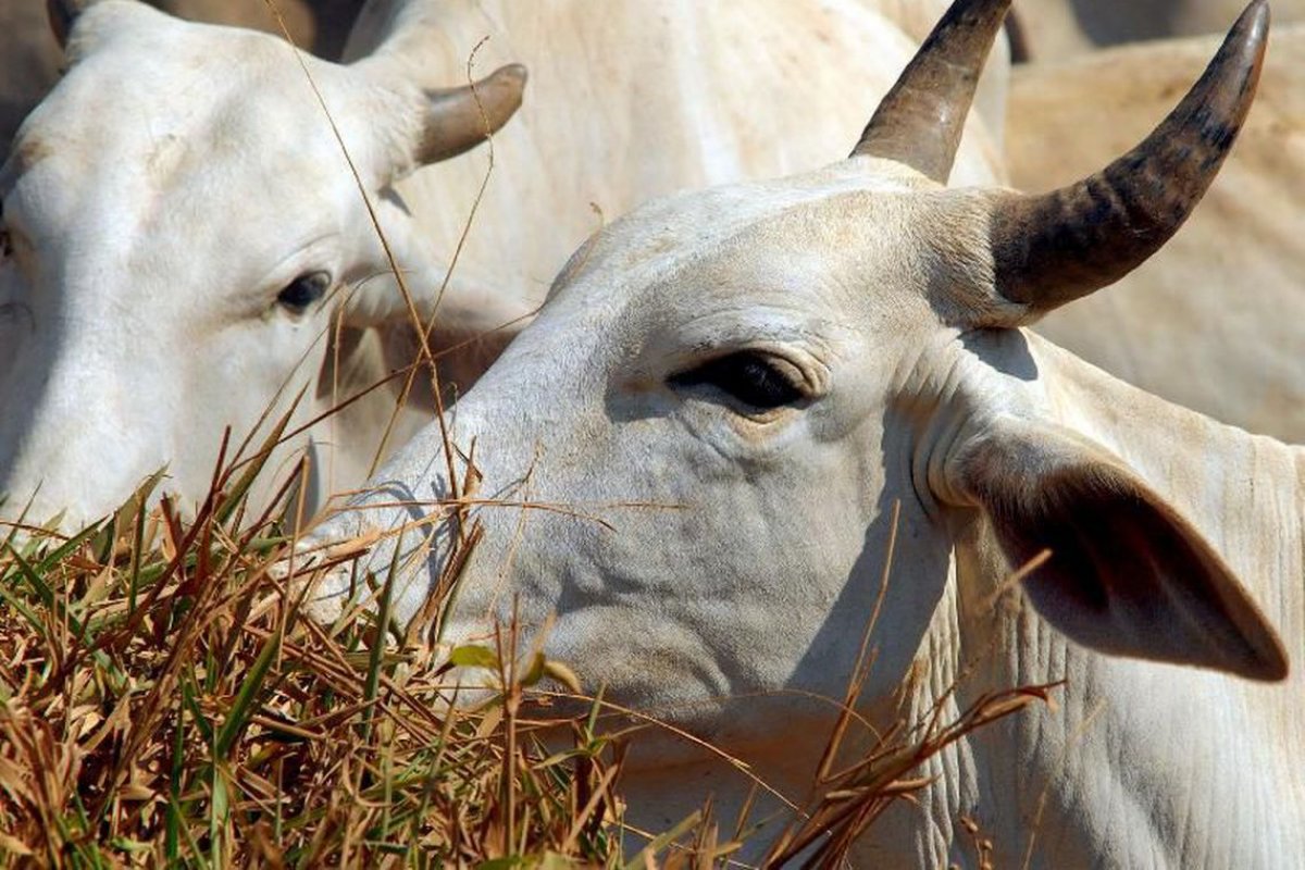 Equador abre o mercado de bovinos vivos para o Brasil