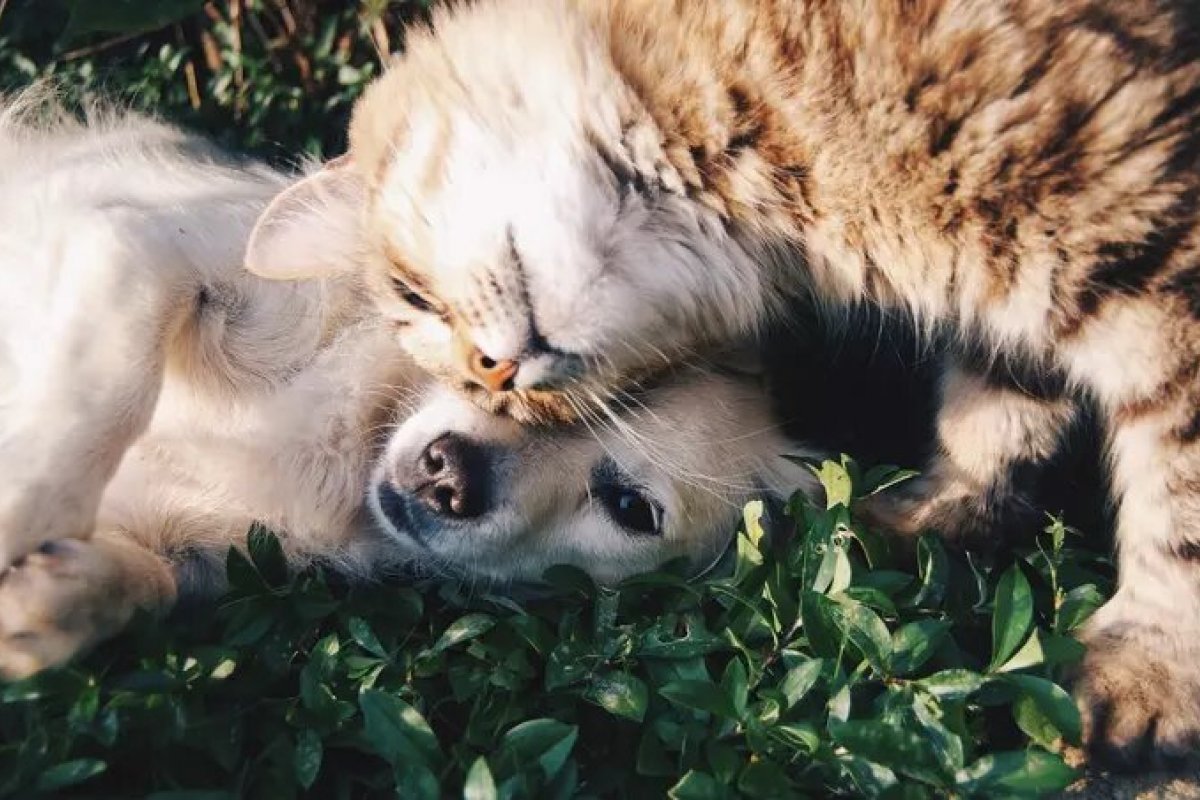 Estudo aponta que animais de estimação estão contraindo Covid-19 de humanos