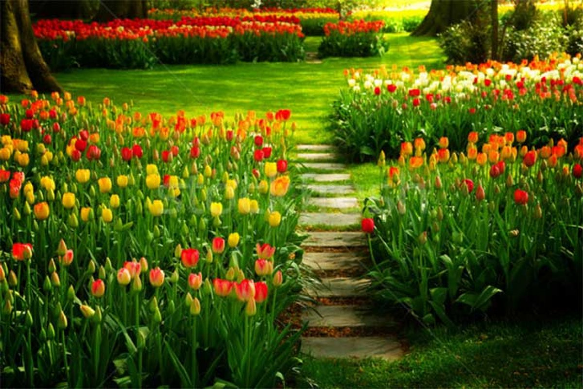 10 dicas para cultivar um jardim lindo na Primavera