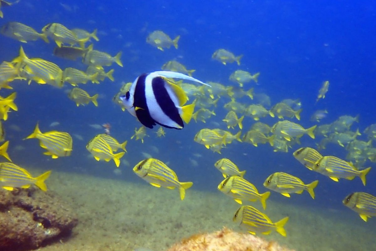 Unesco chama atenção para a situação do frágil ecossistema marinho