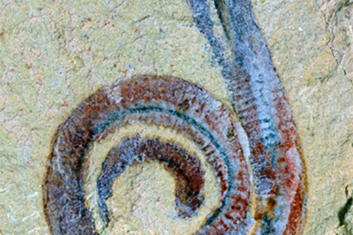 Fósseis de animais marinhos de 500 milhões de anos estão ressurgindo na China