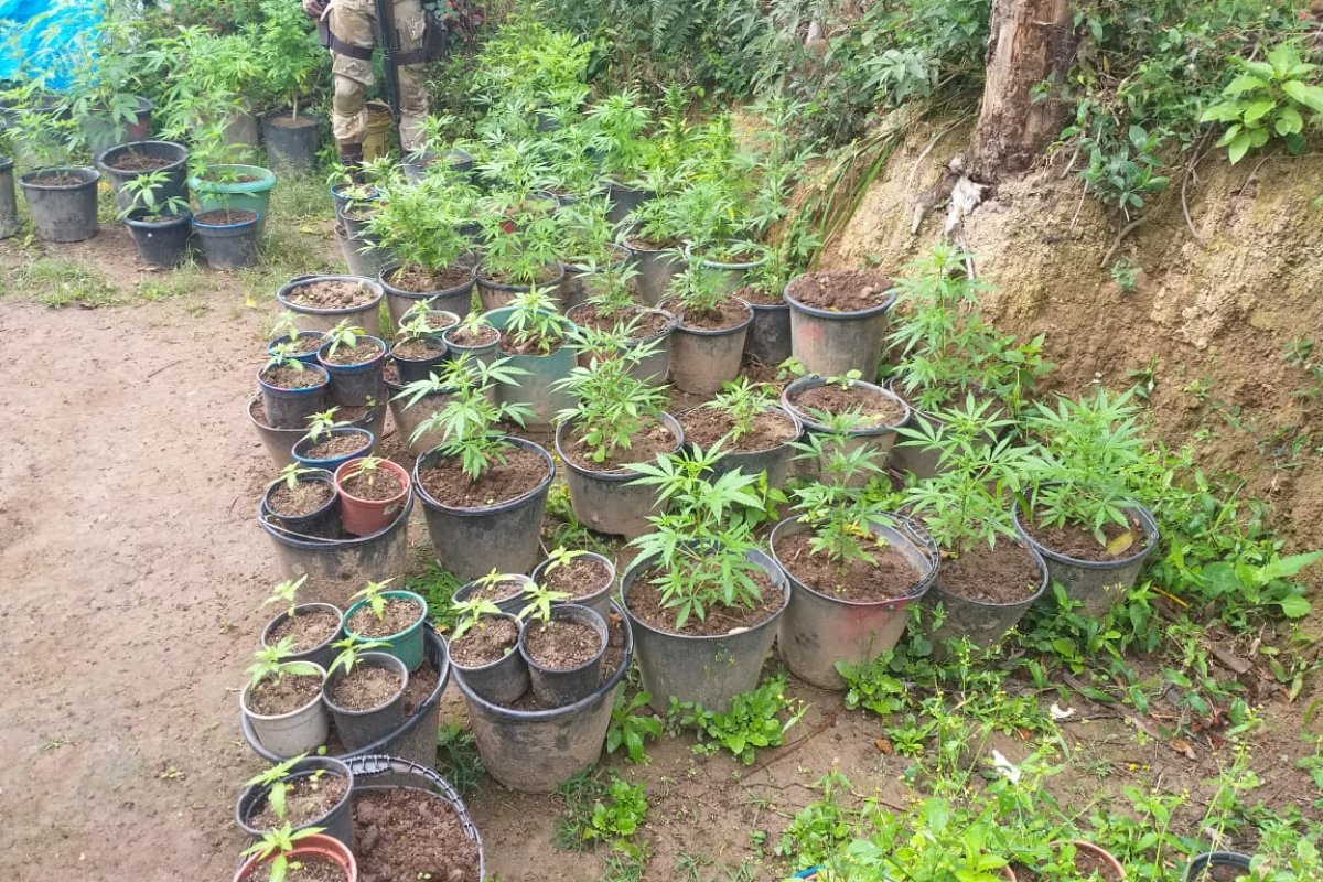 Polícia descobre plantação de 73 pés de maconha na Chapada