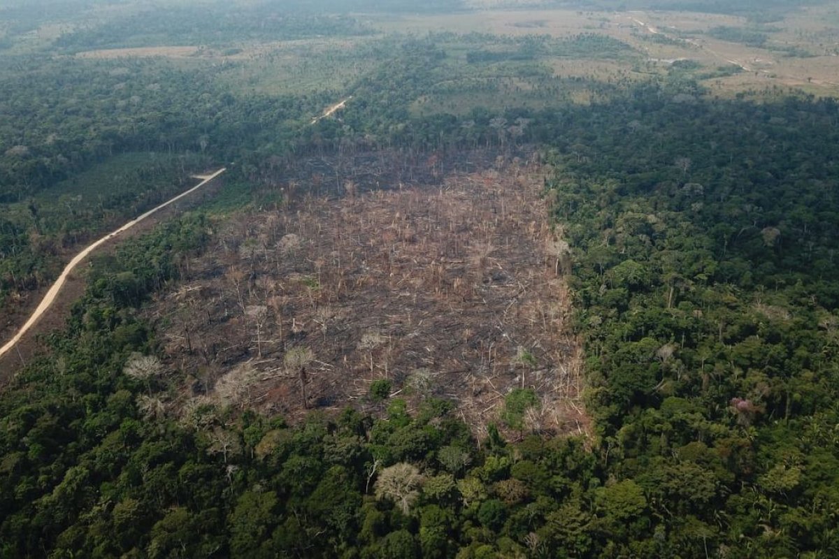 Desmatamento na Amazônia bate recorde histórico no mês de junho, indica Inpe