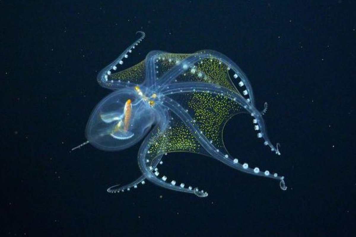 Pesquisadores encontram polvo raramente visto