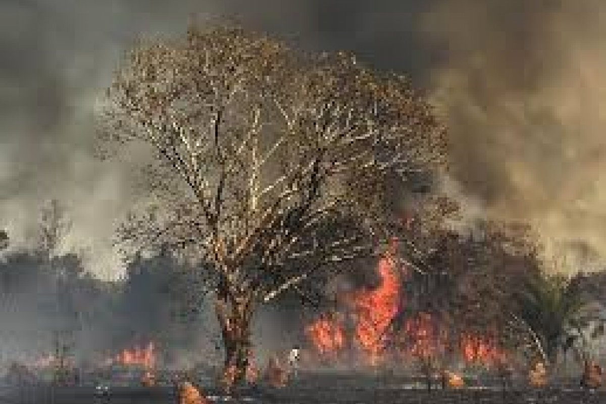 Famílias ribeirinhas do Pantanal sobrevivem de doações após incêndio de 2020