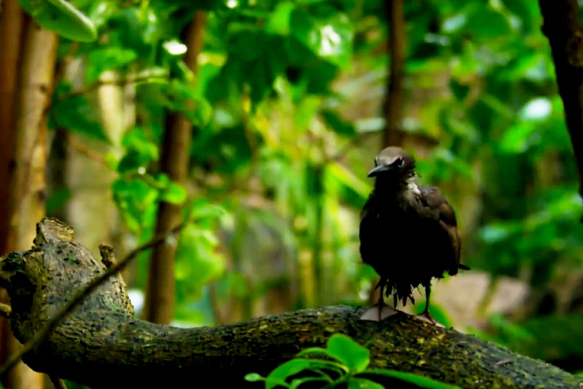 Epidemia misteriosa contamina e mata pássaros nos EUA