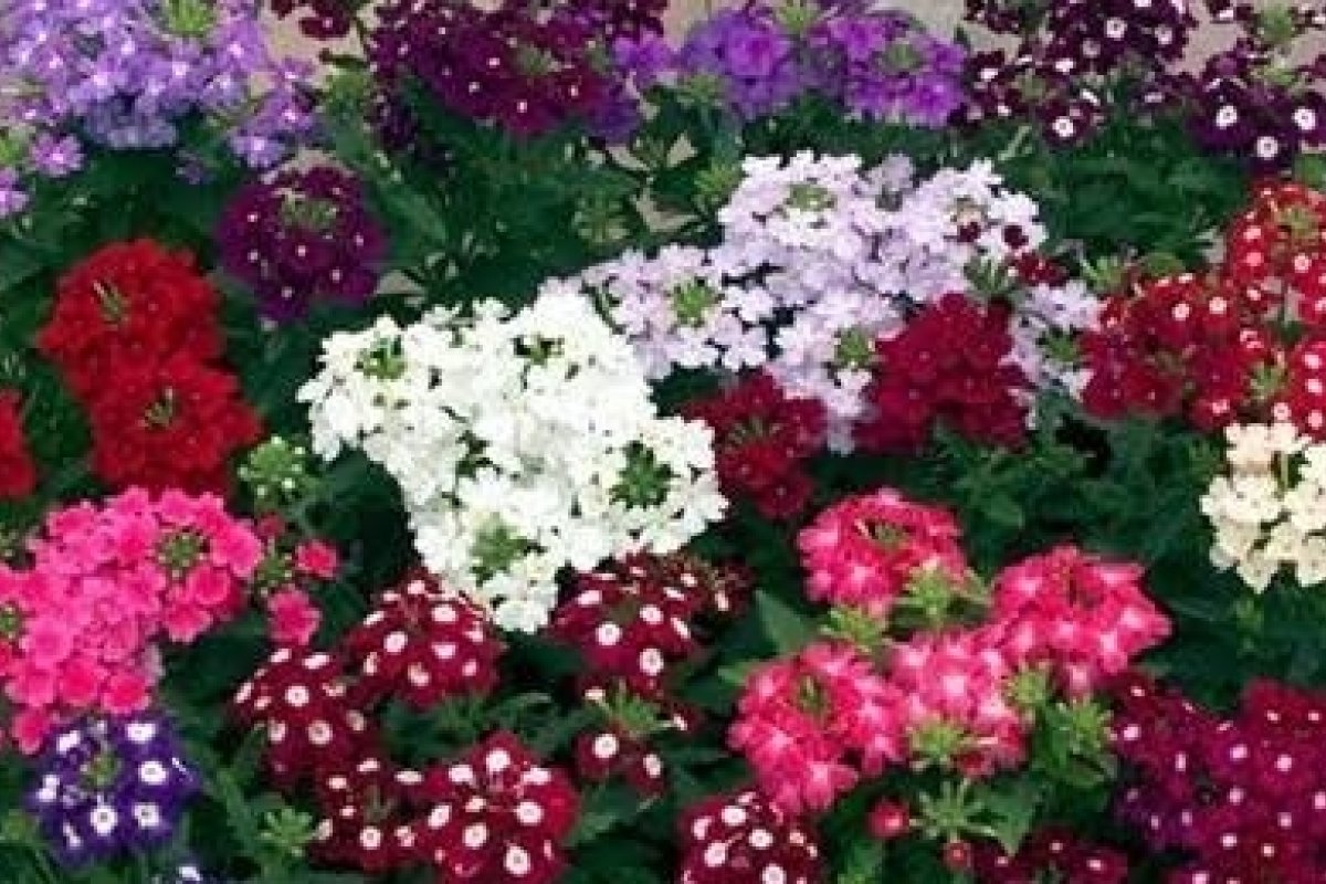 Confira dicas do que plantar no inverno!