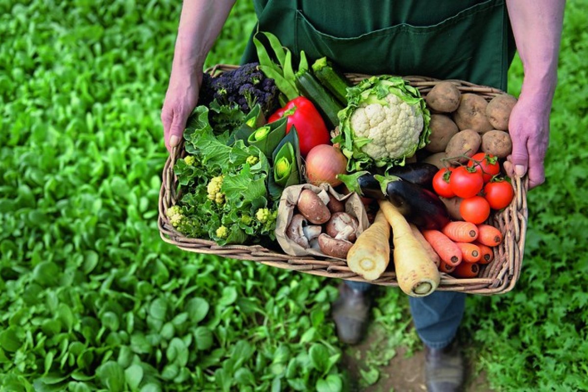 Mercado de orgânicos cresceu 10% entre 2020 e 1º semestre de 2021, diz Sebrae