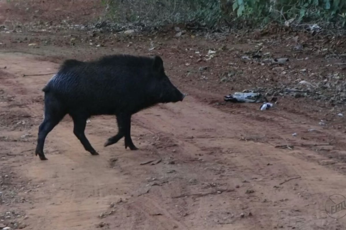 Caça apresenta ameaça à saúde pública, diz estudo