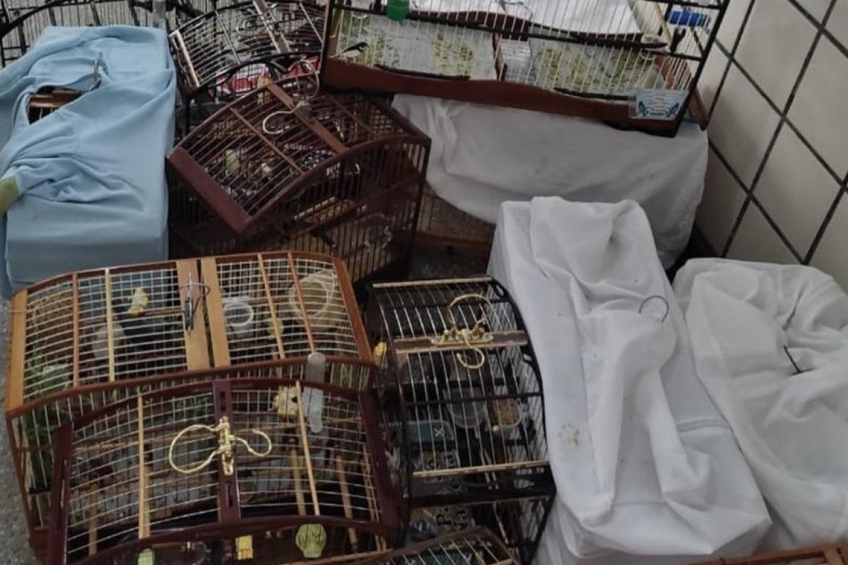 Pássaros são apreendidos em torneio irregular de canto de aves em Ilhéus
