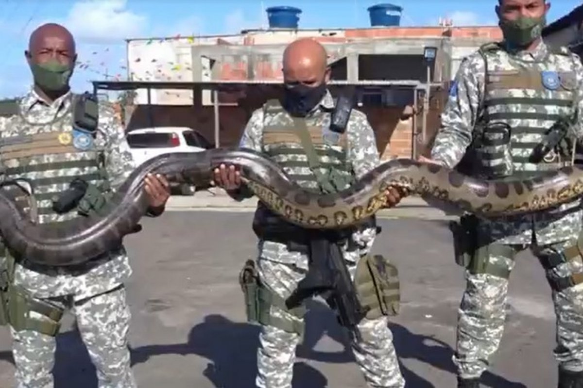 Cobra de 4 metros é achada em obra no bairro de Mussurunga