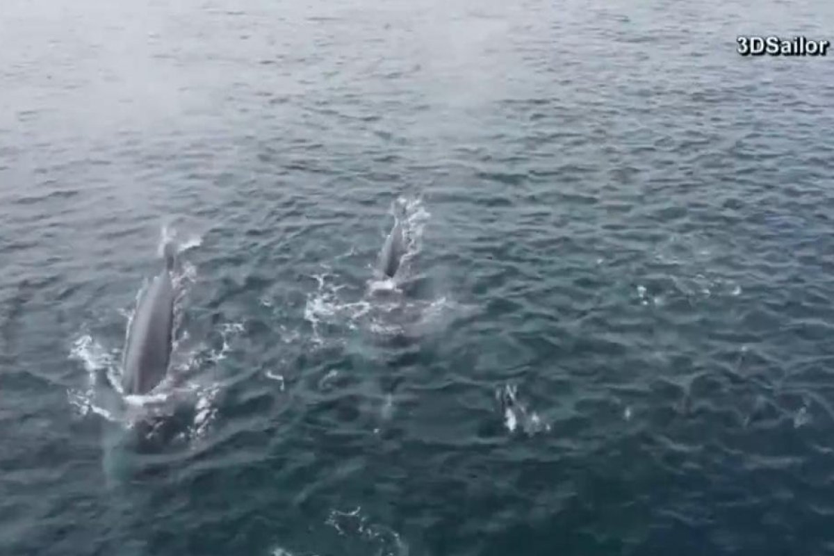 Trombada de baleia causa buraco em casco de barco nos EUA