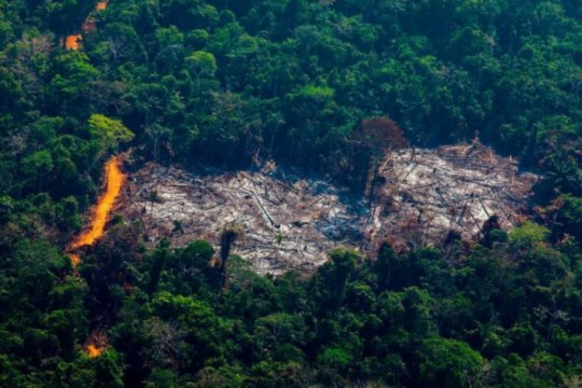 Mais de 10 mil espécies correm risco de extinção na Amazônia
