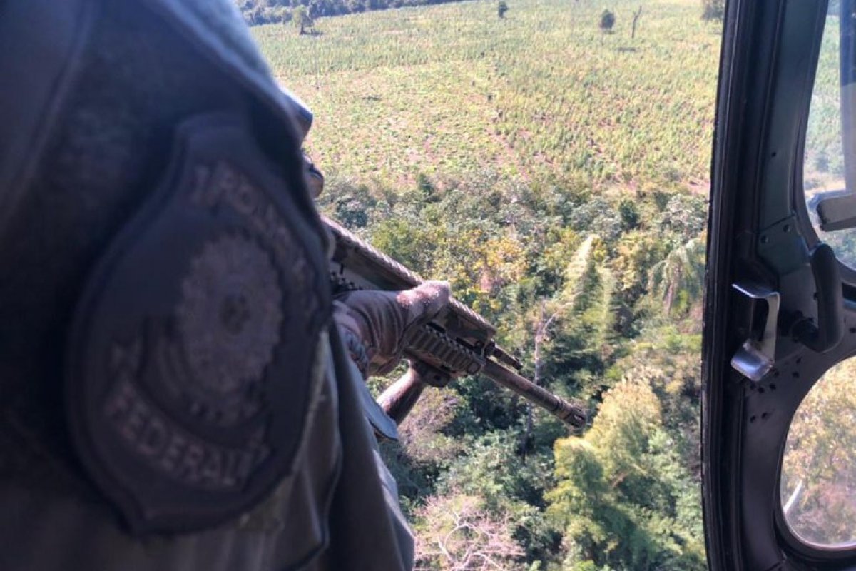 Vídeo: PF realiza operação para erradicar cultivos de maconha no Paraguai