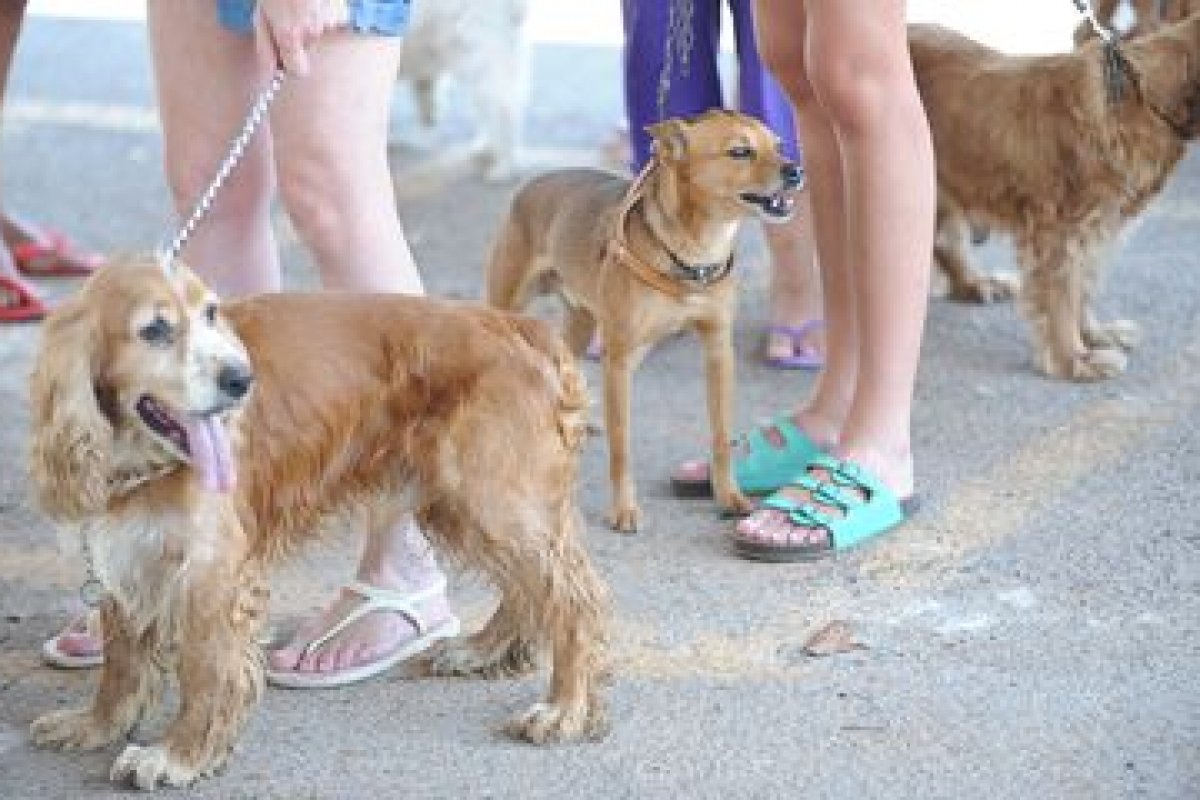 Cachorros morrem envenenados em Vitória da Conquista