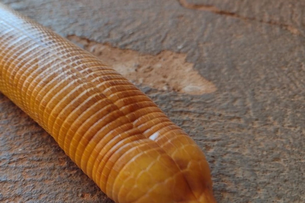 Mulher encontra cobra-cega de quase um metro em casa