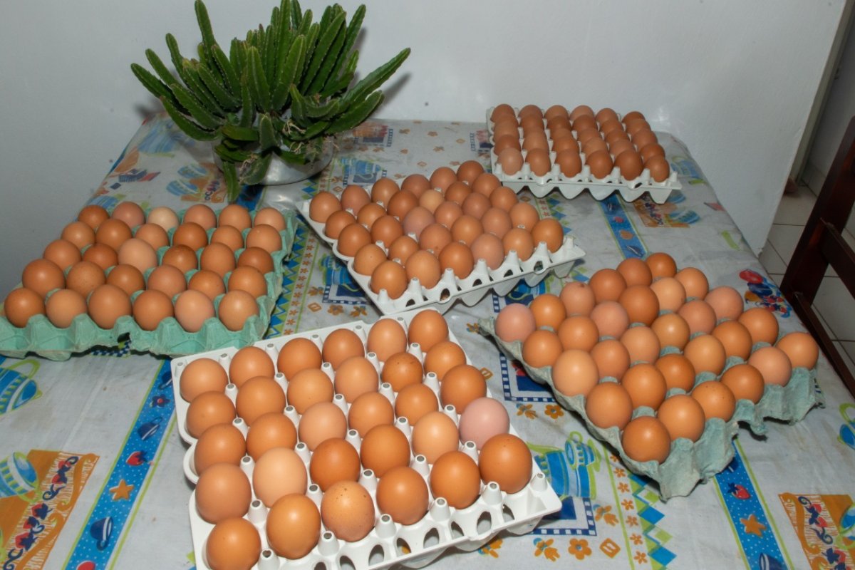 Produção de ovos de comunidades rurais de Juazeiro ganham espaço em mercado