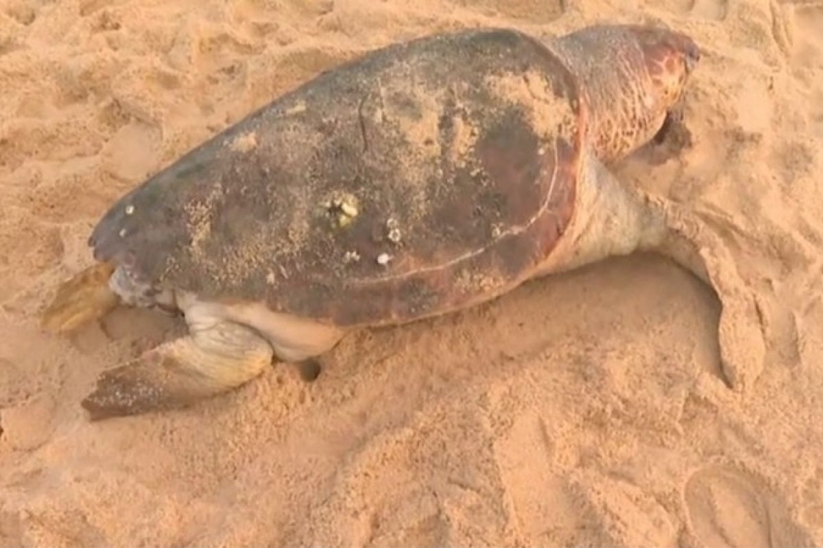 Tartaruga marinha é encontrada morta em praia no bairro de Roma, em Salvador
