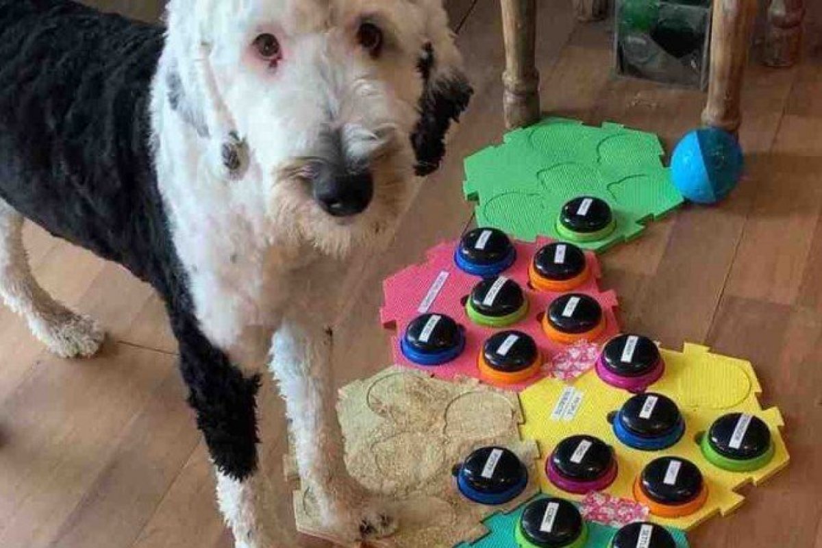 Tabuleiro interativo possibilita "conversa" entre pets e humanos