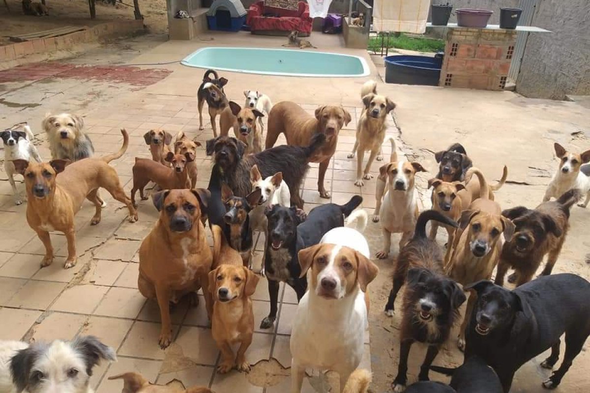 ONG Patas de Luz que cuida de 400 animais de rua passa por dificuldades e pede socorro