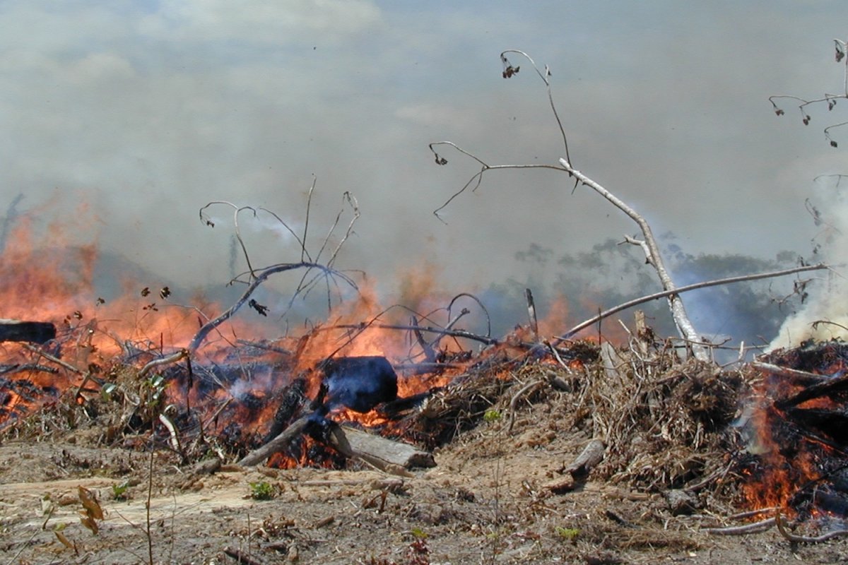 Número de multas pagas por crimes ambientais na Amazônia cai 93%, aponta levantamento