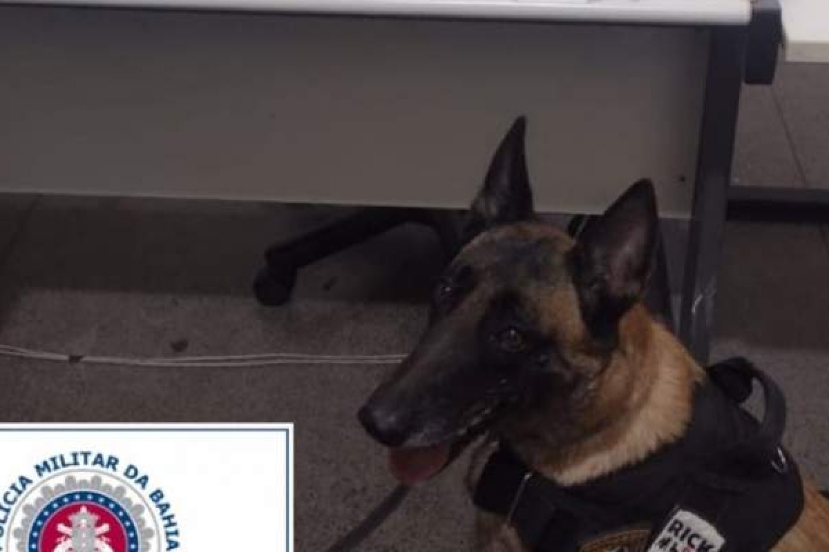 Cadela da Rondesp localiza 11 kg de drogas em forno artesanal no município de Itaberaba