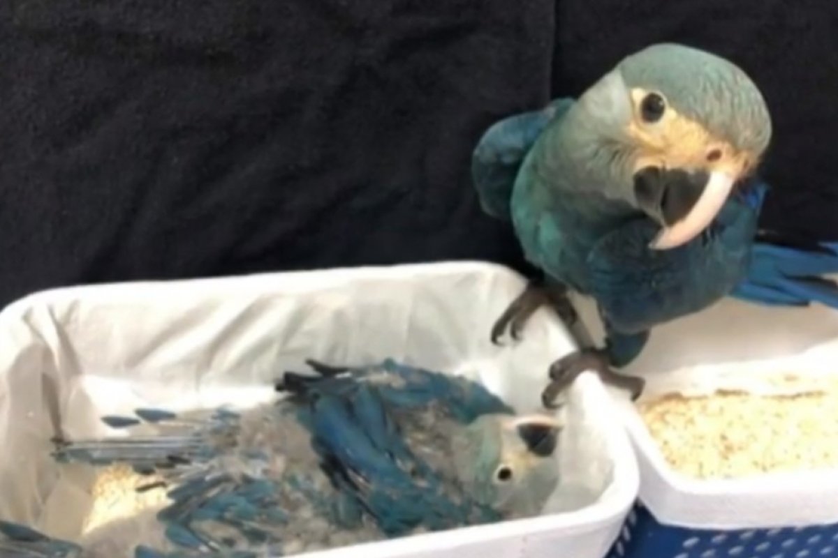 Filhotes de ararinhas-azuis nascem em cativeiro em Curaçá, no norte da Bahia