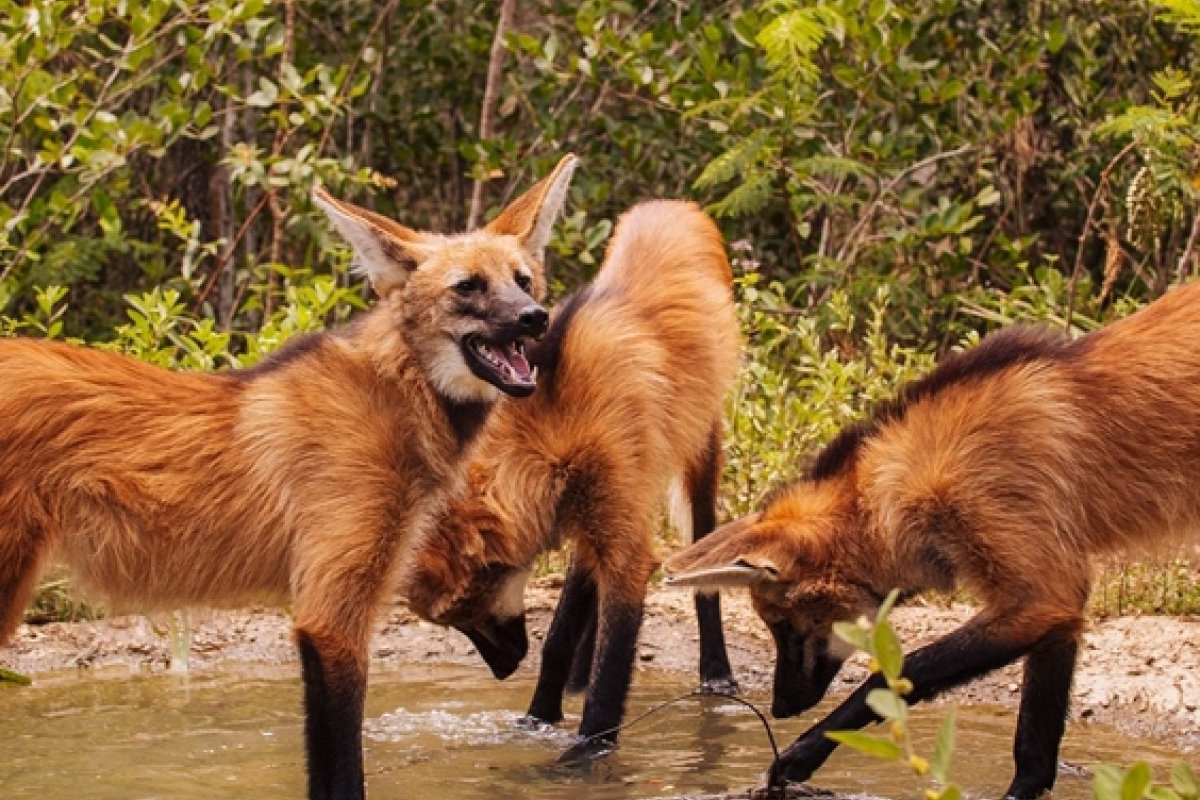 Filhotes de lobos-guarás são reintegrados à natureza no oeste da Bahia