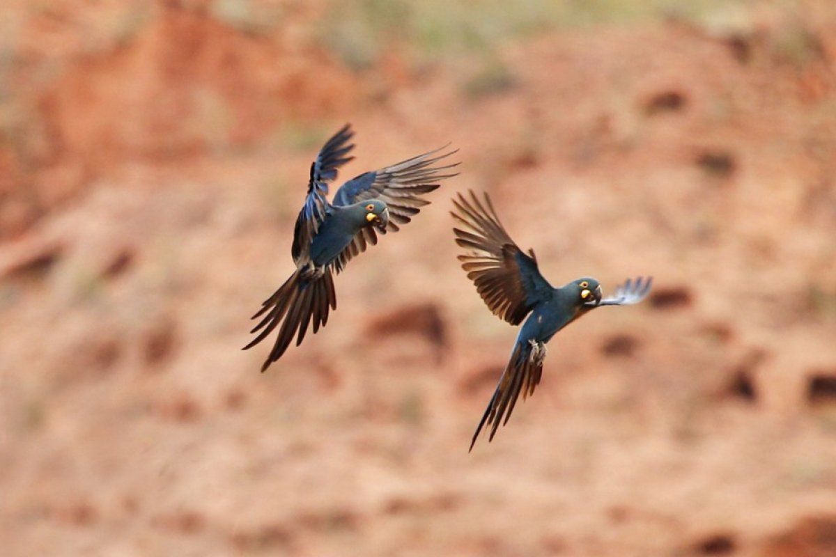 MP-BA instaura inquérito civil e recomenda que Inema e empresa suspendam instalação de parque eólico perto de habitat de arara-azul-de-lear