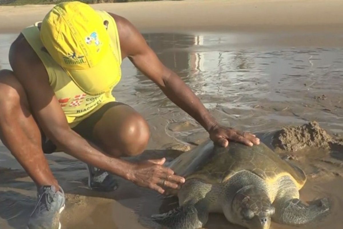 Tartaruga marinha encalha na praia de Jaguaribe
