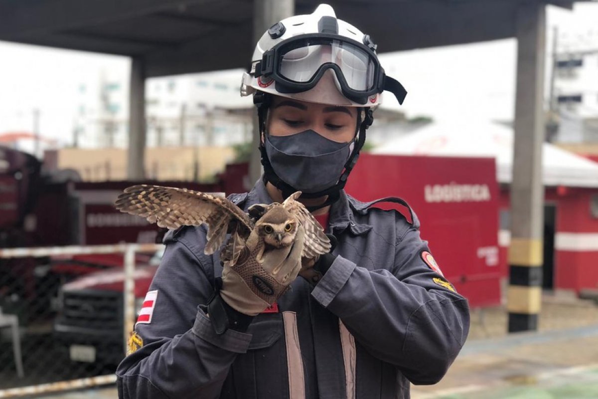 Bombeiros resgatam coruja em residência na cidade de Jequié