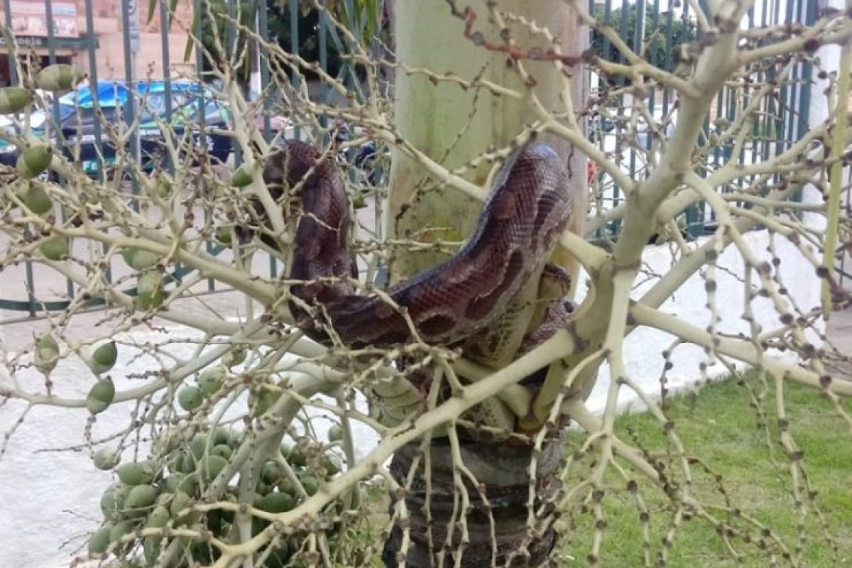 Homem é picado por cobra após tentar beijar réptil na boca em Cruz das Almas